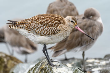 Bar-tailed Godwit (Juvenile) - image #465735 gratis